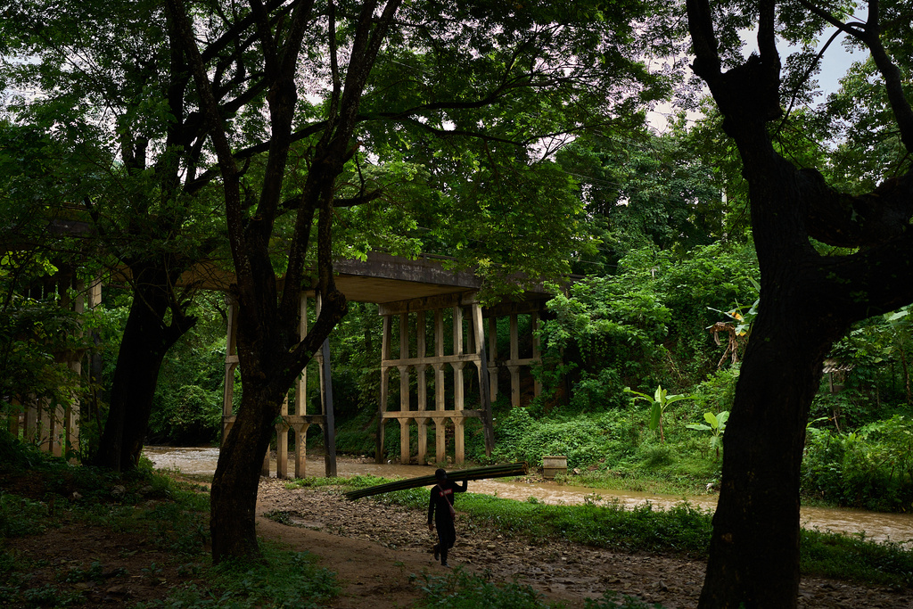 A man carries bamboo stems he collected in a forest near the Mae La refugee camp in the Tak province of Thailand, Wednesday, Aug. 27, 2025. (AP Photo/Bram Janssen)