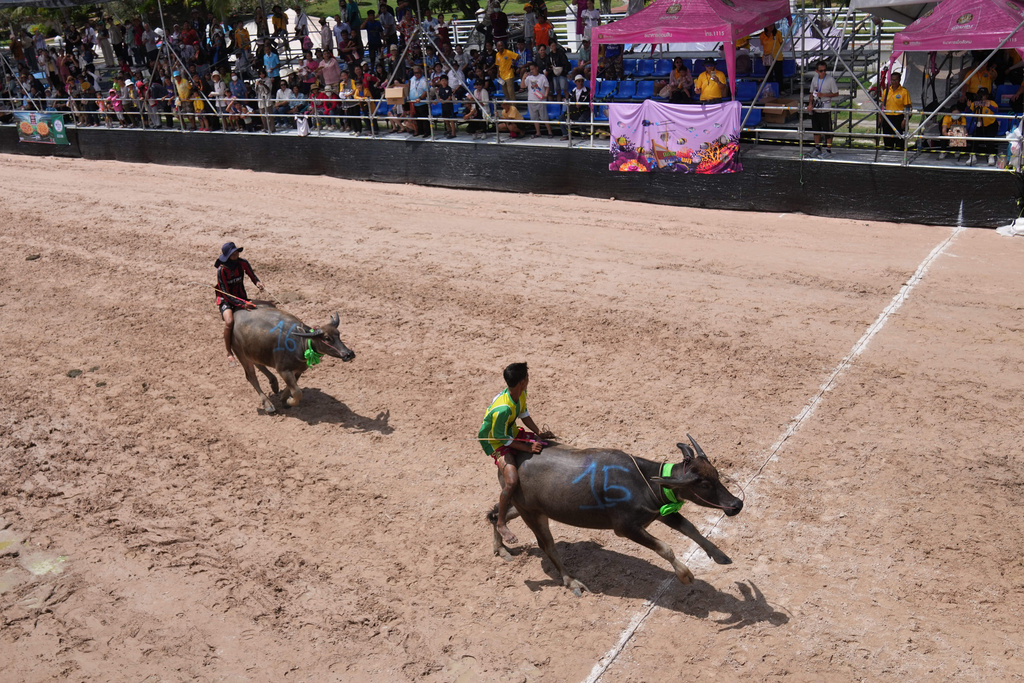 A Thai buffalo racer crosses the finish line before another in a sprint event during an annual buffalo racing festival in Chonburi, Thailand, Monday, Oct. 6, 2025. (AP Photo/Sakchai Lalit)