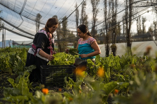 Jasmín Ordóñez, left, and Cassandra Garduño harvest Swiss chard grown in Garduño's chinampa, an island farm built by the Aztecs thousands of years ago, in San Gregorio Atlapulco, a borough of Mexico City, Sept. 20, 2025. (AP Photo/Felix Marquez) Jasmín Ordóñez, left, and Cassandra Garduño harvest Swiss chard grown in Garduño's chinampa, an island farm built by the Aztecs thousands of years ago, in San Gregorio Atlapulco, a borough of Mexico City, Sept. 20, 2025. (AP Photo/Felix Marquez)