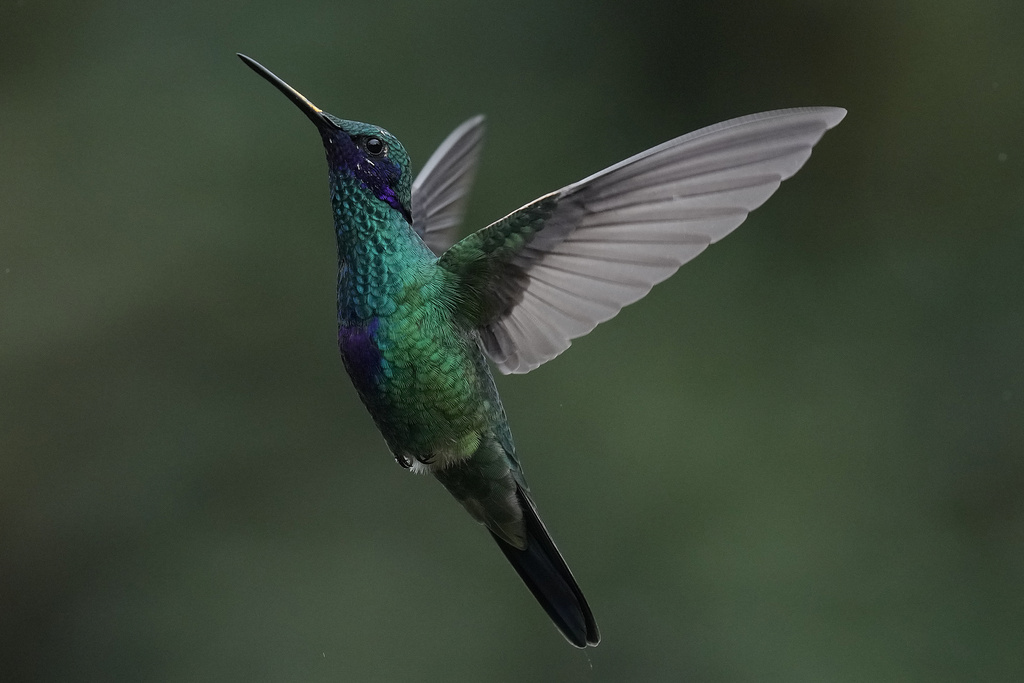 A Sparkling Violetear hummingbird hovers at the Yanacocha Reserve in Nono, Ecuador, Tuesday, Jan. 20, 2026. (AP Photo/Dolores Ochoa)