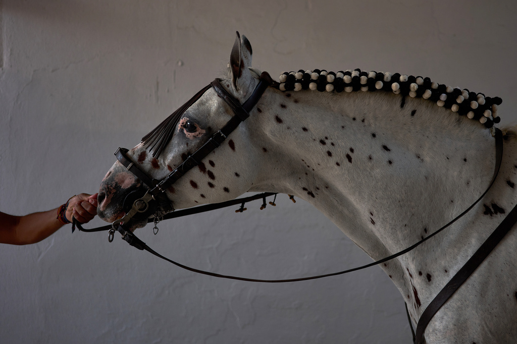 A horse is led into the bullring to take part in a bullfight at the San Fermín festival in Pamplona, northern Spain, Monday, July 6, 2026. (AP Photo/Miguel Oses)