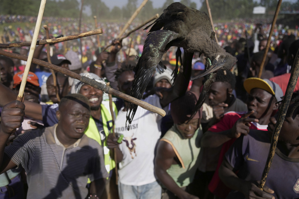 A crowd of spectators, holding a dead bird on a pole, dances and sings after bull Shakahola won bullfighting match, in Kakamega, Kenya, Saturday, Nov. 29, 2025. (AP Photo/Brian Inganga)