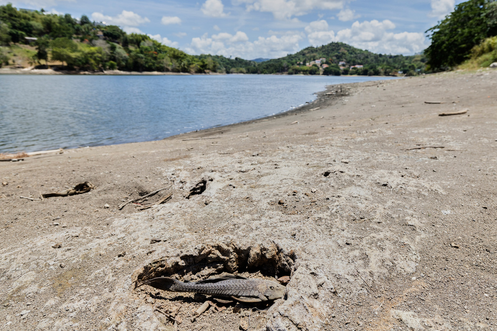 A fish carcass lies on the receded shoreline of the Carraizo reservoir amid an ongoing drought in Trujillo Alto, Puerto Rico, Wednesday, Aug. 5, 2026. (AP Photo/Alejandro Granadillo)