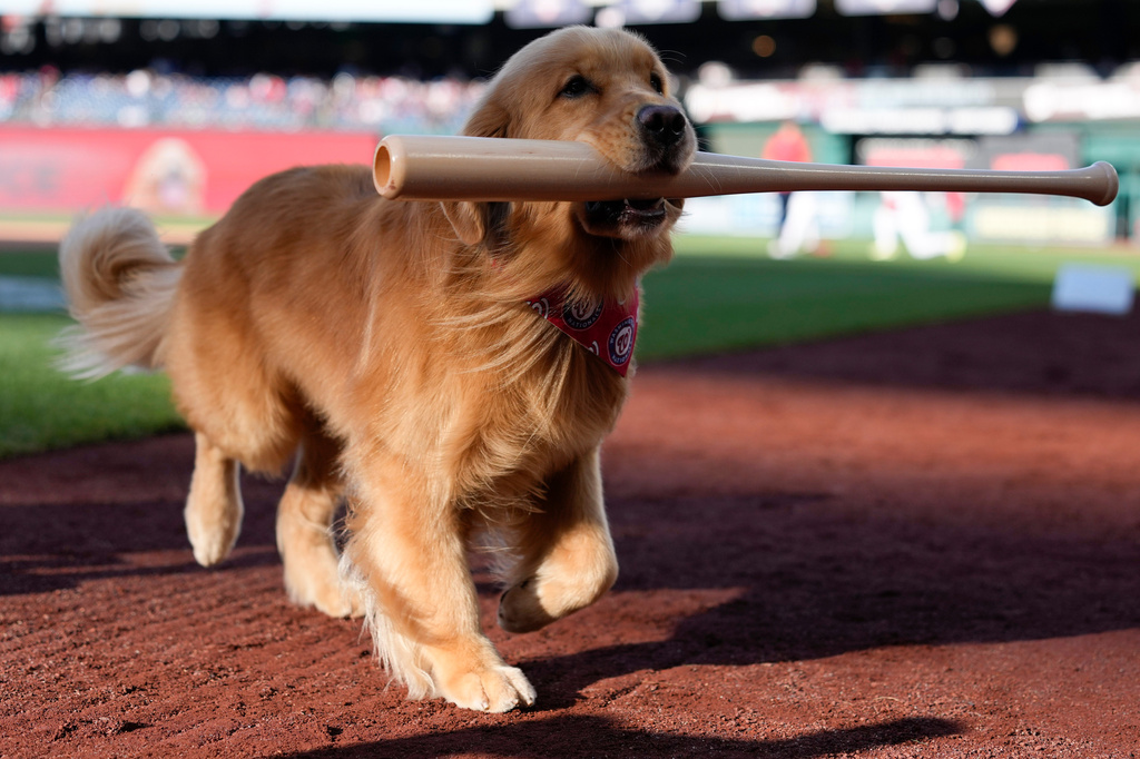 Bruce the Bat Dog performs a ceremonial first fetch before a baseball game between the Washington Nationals and the Philadelphia Phillies, Tuesday, June 23, 2026, in Washington. (AP Photo/Jess Rapfogel)