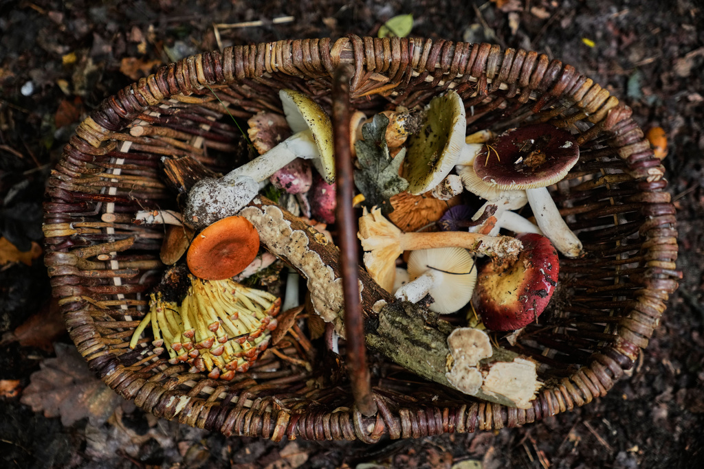 A basket of mushrooms lies on the ground in a forest in Potsdam, Germany, Wednesday, Oct. 8, 2025. (AP Photo/Ebrahim Noroozi)