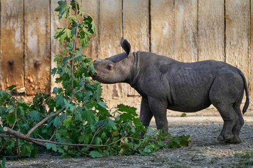 A male Eastern Black Rhino calf born Sept. 13, 2025, explores his surroundings Friday, Oct. 10, 2025 as he makes his public debut at the Cleveland Metroparks Zoo in Cleveland, Ohio. (AP Photo/Sue Ogrocki) A male Eastern Black Rhino calf born Sept. 13, 2025, explores his surroundings Friday, Oct. 10, 2025 as he makes his public debut at the Cleveland Metroparks Zoo in Cleveland, Ohio. (AP Photo/Sue Ogrocki)