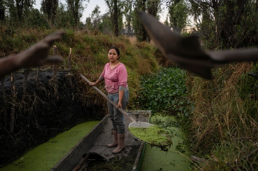 Cassandra Garduño cleans a canal in her chinampa, an island farm built by the Aztecs thousands of years ago, in San Gregorio Atlapulco, a borough of Mexico City, May 8, 2025. (AP Photo/Felix Marquez) Cassandra Garduño cleans a canal in her chinampa, an island farm built by the Aztecs thousands of years ago, in San Gregorio Atlapulco, a borough of Mexico City, May 8, 2025. (AP Photo/Felix Marquez)