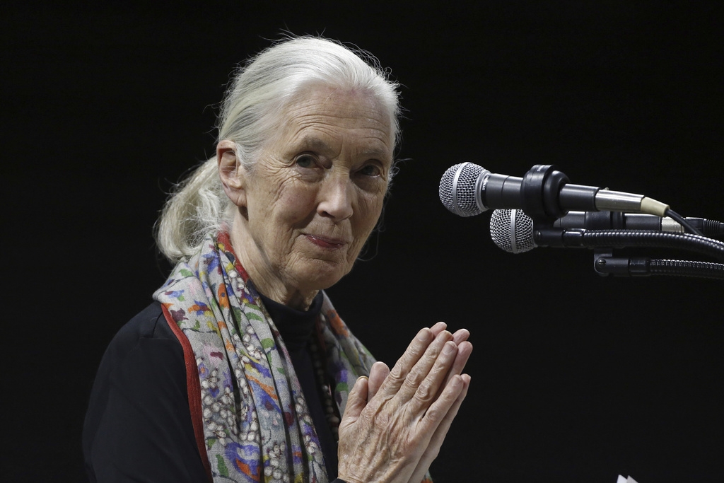 FILE - Primatologist and conservationist Jane Goodall delivers the 50th George Gamow Memorial Lecture at the University of Colorado, Boulder, Colo., Oct. 1, 2015. (AP Photo/Brennan Linsley, File)