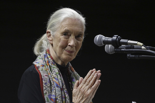 FILE - Primatologist and conservationist Jane Goodall delivers the 50th George Gamow Memorial Lecture at the University of Colorado, Boulder, Colo., Oct. 1, 2015. (AP Photo/Brennan Linsley, File) FILE - Primatologist and conservationist Jane Goodall delivers the 50th George Gamow Memorial Lecture at the University of Colorado, Boulder, Colo., Oct. 1, 2015. (AP Photo/Brennan Linsley, File)