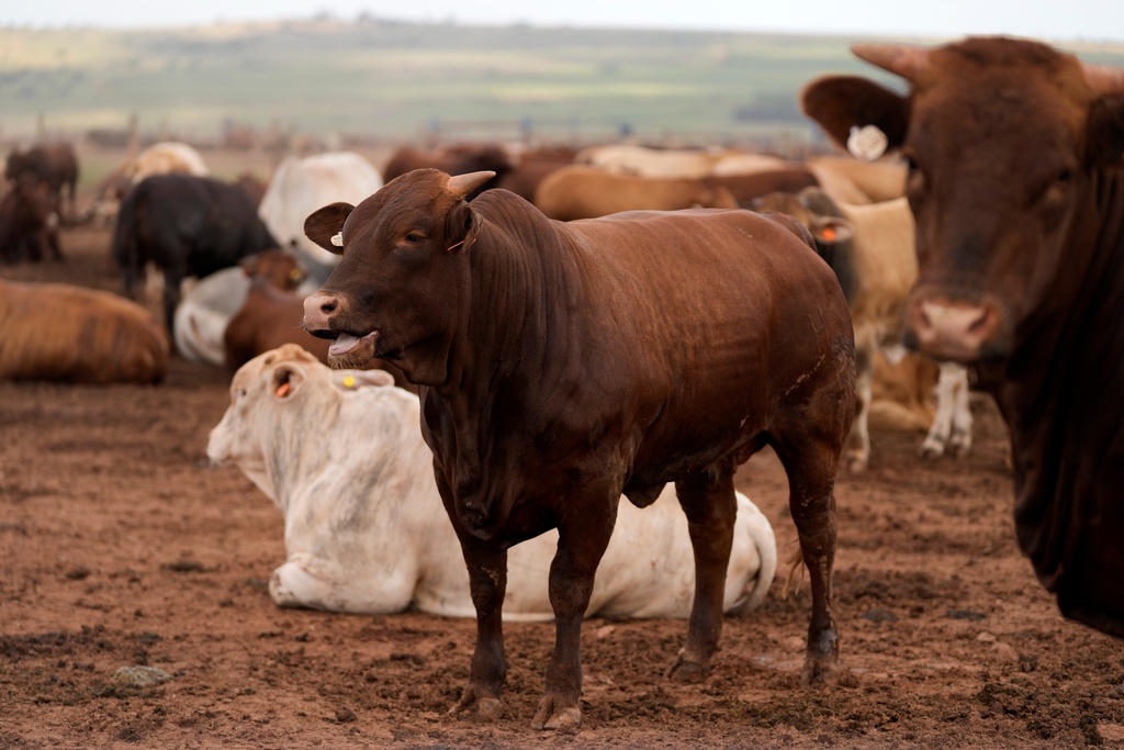 Cattle in the pen, at Karan Beef the country's largest red meat producers, in Heidelberg, south of Johannesburg, South Africa, Friday, Feb. 27, 2026. (AP Photo/Themba Hadebe)