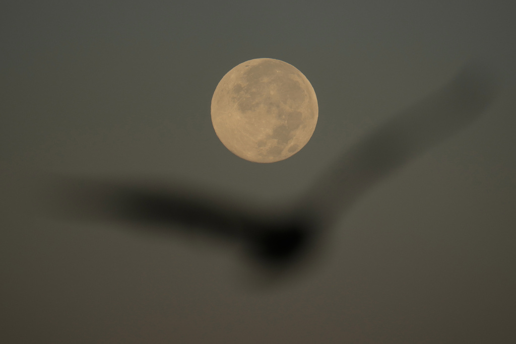 A bird flies in front of the Harvest Supermoon in San Francisco, Tuesday, Oct. 7, 2025. (AP Photo/Jeff Chiu)