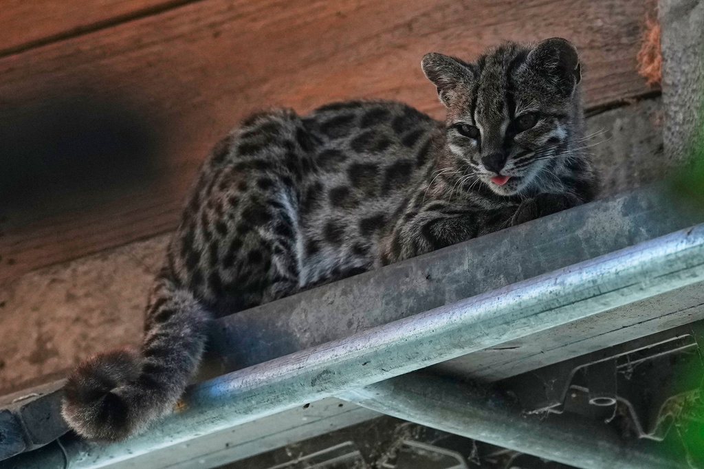 A small spotted wild cat identified as a new species, Leopardus tilcayo, rests inside Senda Verde wildlife sanctuary in Bolivia's Yungas region near Coroico, Bolivia, Sunday, Sept. 20, 2026. (AP Photo/Juan Karita)