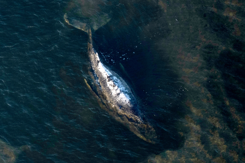 FILE - The humpback whale lays in a washed-out tub off the island of Poel, Germany, April 22, 2026. (Philip Dulian/dpa via AP, File)