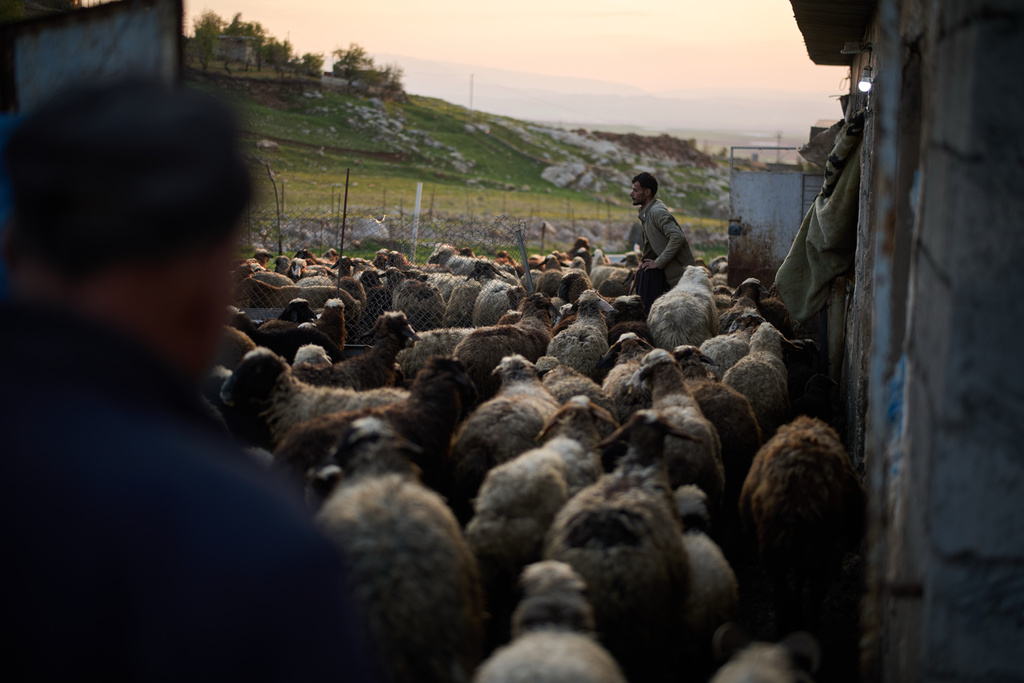 Shepherds arrive with their flock of sheep as their family prepares to break the fast with an Iftar meal during the Muslim holy month of Ramadan in the village of Gulp, Iraq, Tuesday, March 17, 2026. (AP Photo/Leo Correa)