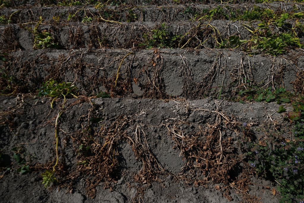 A potato field affected by the drought in Poortvliet, Netherlands, Tuesday, Aug. 11, 2026. (AP Photo/Virginia Mayo)