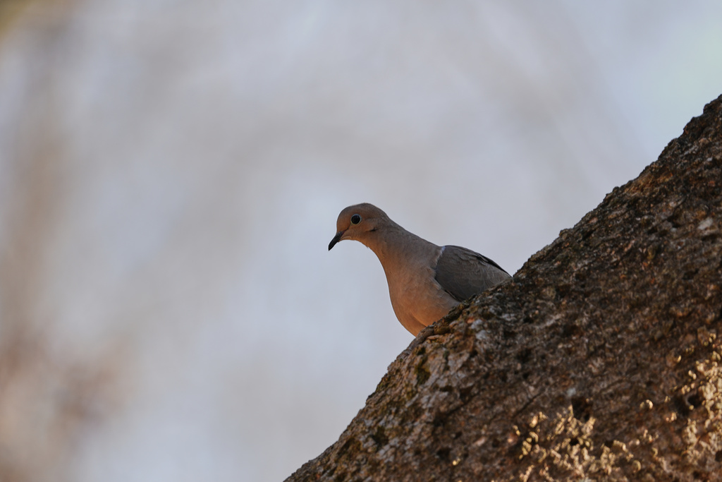 A mourning dove perches on a tree Wednesday, Feb. 25, 2026, in Milford, Ohio. (AP Photo/Joshua A. Bickel)