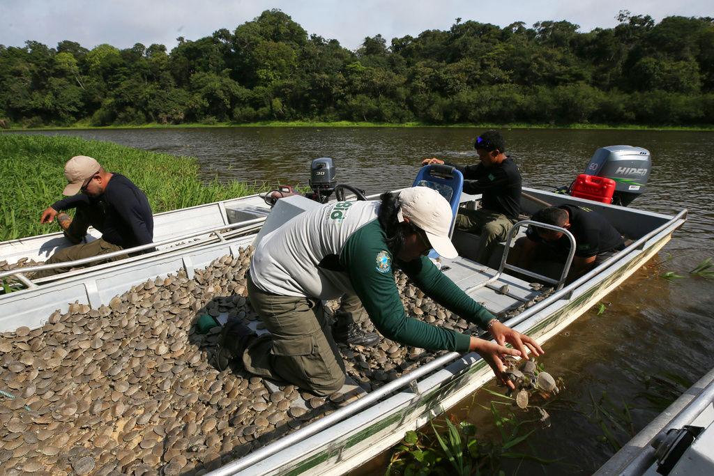 Environmental agents of the Chico Mendes Institute release turtle hatchlings (podocnemis expansa) into the water at the Abufari Biological Reserve, in Tapaua, Amazonas state, Brazil, Monday, Nov. 17, 2025. (AP Photo/Edmar Barros)