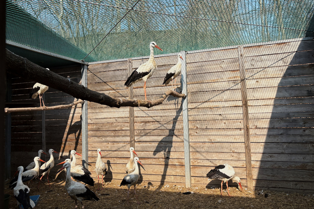 Treated storks are seen in an external cage outside the birds' hospital at the Warsaw Zoo in Warsaw, Poland, Monday, March 16, 2026. (AP Photo/Claudia Ciobanu)