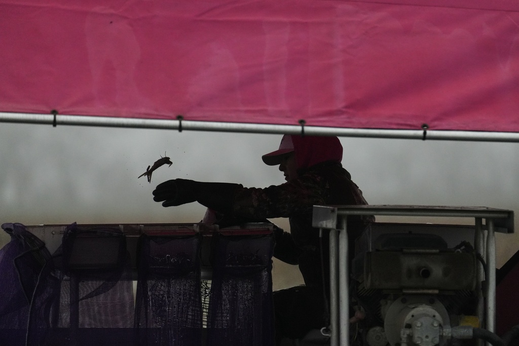Cecilia Gallegos tosses out used bait while harvesting crawfish Thursday, Jan. 22, 2026, at a farm in Kaplan, La. (AP Photo/Joshua A. Bickel)