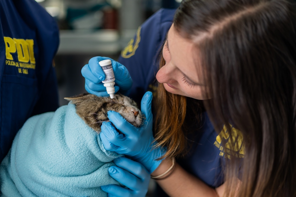 Veterinarian Angiella Scalpello tends to a cat named Lunar in a mobile veterinary clinic run by the Chilean Investigative Police in an area damaged by wildfires, in Lirquen, Chile, Tuesday, Jan. 20, 2026. (AP Photo/Javier Torres)