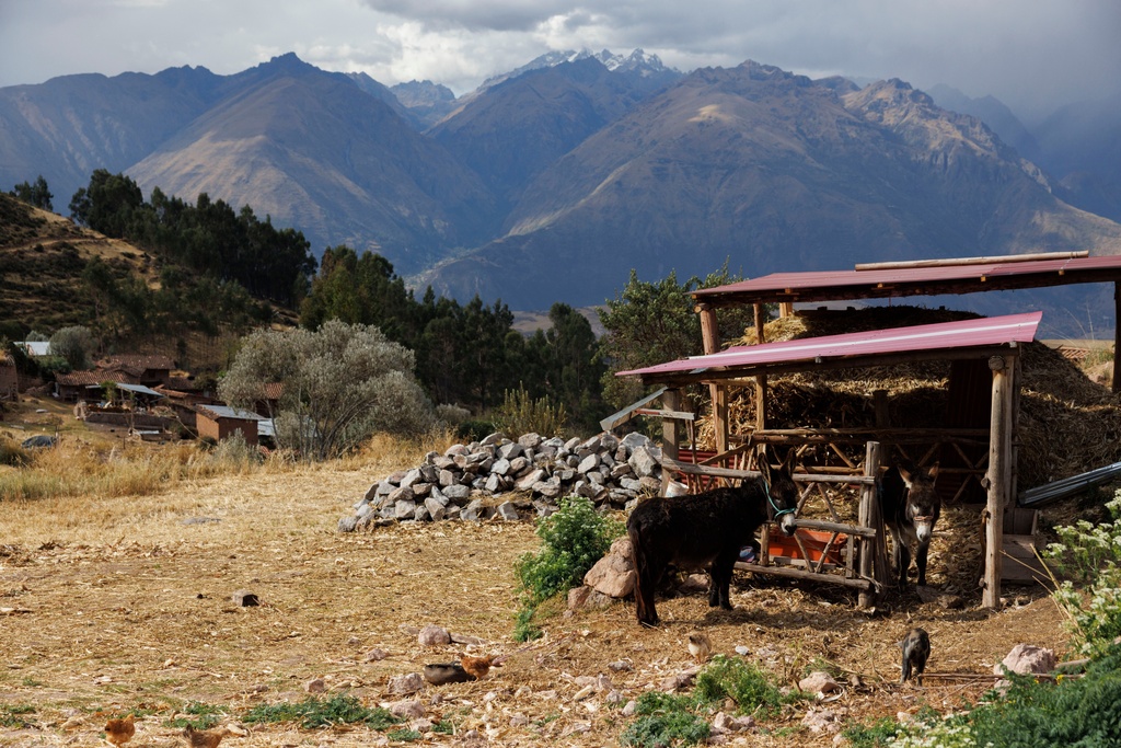 Donkeys rest outside of a home on the mountainside in the Mishiniy region, not far from Salineras de Maras, the Maras salt mines, in the Sacred Valley, near Cusco, Peru on Saturday, Aug. 30, 2025. (AP Photo/Alie Skowronski)