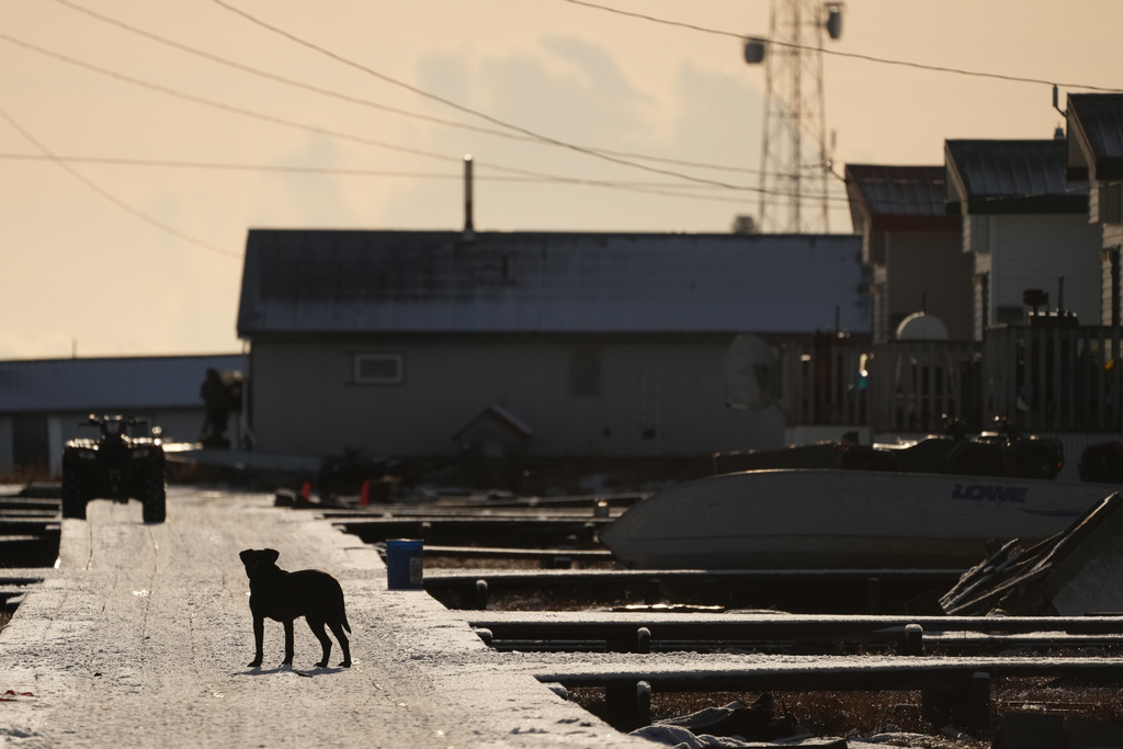 A dog stands in an area of Kwigillingok, Alaska, that avoided significant damage from Typhoon Halong earlier in the month, Monday, Oct. 27, 2025. (AP Photo/Lindsey Wasson)