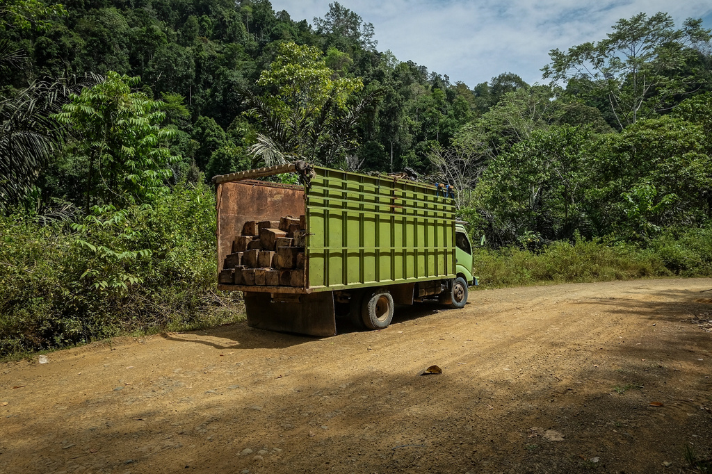 FILE - A truck carrying logs is parked on the side of a road leading to the concession areas of several wood pellet production companies in Pohuwato, Gorontalo province, Indonesia, Oct. 22, 2024. (AP Photo/Yegar Sahaduta Mangiri, File)