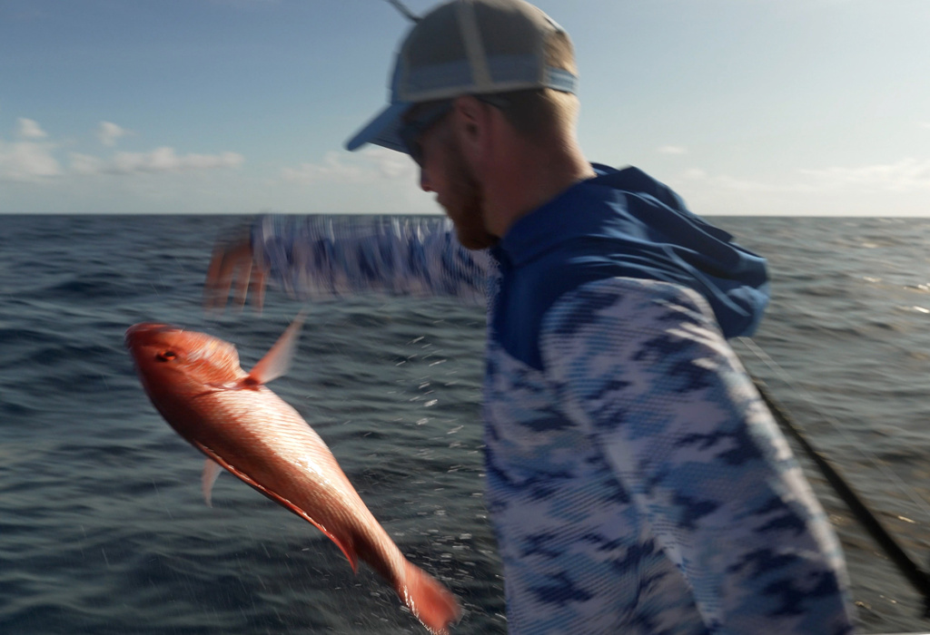 A red snapper caught on the charter boat Jodie Lynn II is released back into the water miles off the coast of St. Augustine, Fla., on May 22, 2026. (AP Photo/Shelby Lum)
