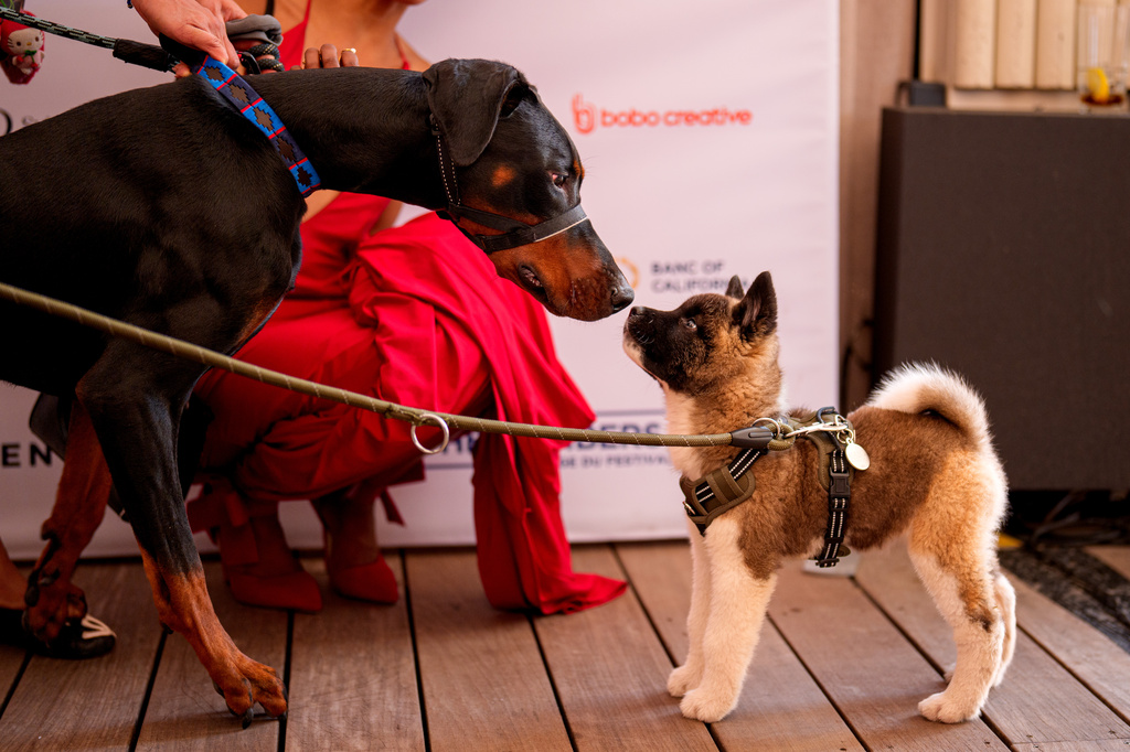 Dogs sniff each other during the Palm Dog award ceremony at the 79th international film festival, Cannes, southern France, Friday, May 22, 2026. (AP Photo/Andreea Alexandru)
