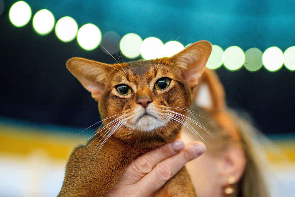 An Abyssinian cat waits to be evaluated by a judge during the FIFe World Show Romania 2025, the world's largest cat event, held in a different country every year, which brought together more than 1000 cats from over 30 countries, in Bucharest, Romania, Saturday, Oct.25, 2025. (AP Photo/Andreea Alexandru)