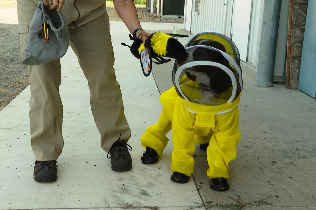 In this image made from video, handler Sue Stejskal lets Maple, an English springer spaniel, sniff a bee-themed dog toy at Michigan State University's Pollinator Performance Center Wednesday, Aug. 6, 2025, in East Lansing, Mich. (AP Photo/Mike Householder)