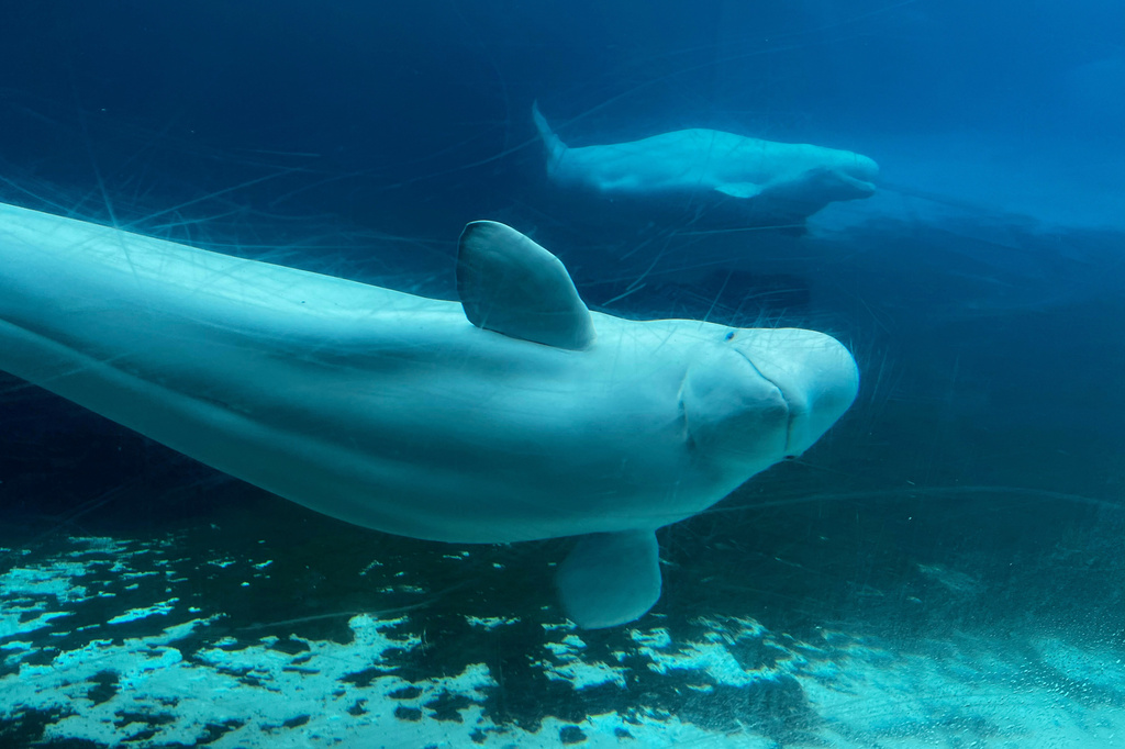 FILE - Beluga whales swim in a tank at Marineland amusement park in Niagara Falls, Ontario, Canada, June 9, 2023. (Chris Young/The Canadian Press via AP, File)