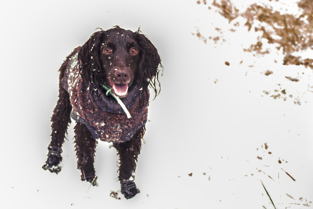 An English Cocker Spaniel named Roo stares as snow falls around her during the first snow of the season in Flagstaff, Ariz., Wednesday, Nov. 19, 2025. (AP Photo/Cheyanne Mumphrey)