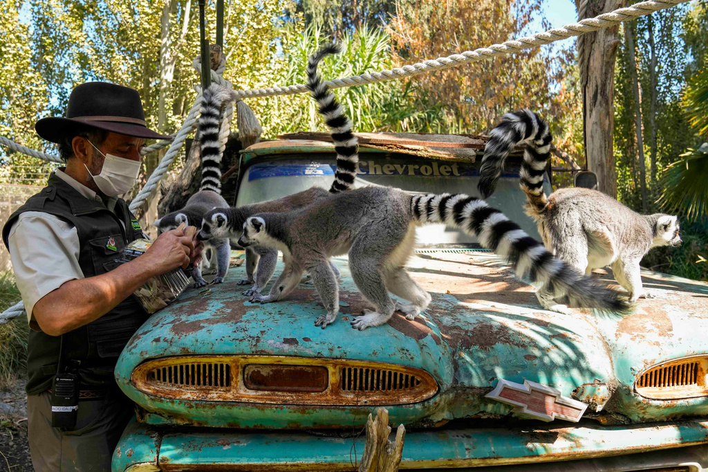 Ignacio Idalsoaga, head of the Buinzoo in Santiago, Chile, feeds ring-tailed lemurs Easter egg-themed treats, Sunday, April 5, 2026. (AP Photo/Esteban Felix)