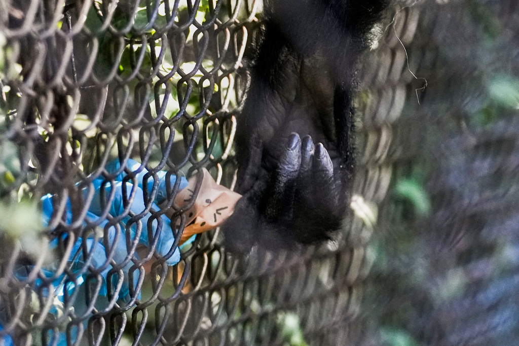 A zookeeper hands an Easter egg-themed treat to a monkey at the Buinzoo in Santiago, Chile, Sunday, April 5, 2026. (AP Photo/Esteban Felix)