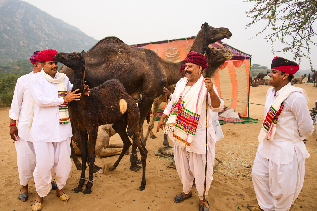 Camel herders chat as they stand near their animals at the annual cattle fair in Pushkar, in the western Indian state of Rajasthan, Monday, Oct. 27, 2025. (AP Photo/Rajesh Kumar Singh)