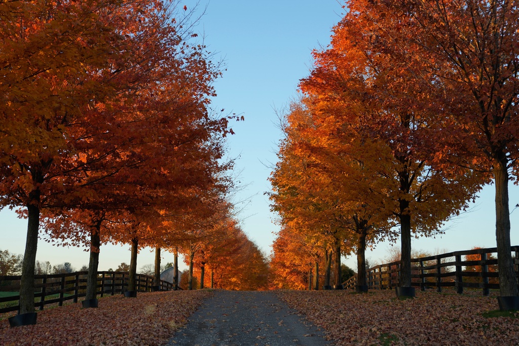 Rows of colorful trees stand by a farm road in Caledon, Ontario, Canada, Monday, Oct. 27, 2025. (AP Photo/Kamran Jebreili)