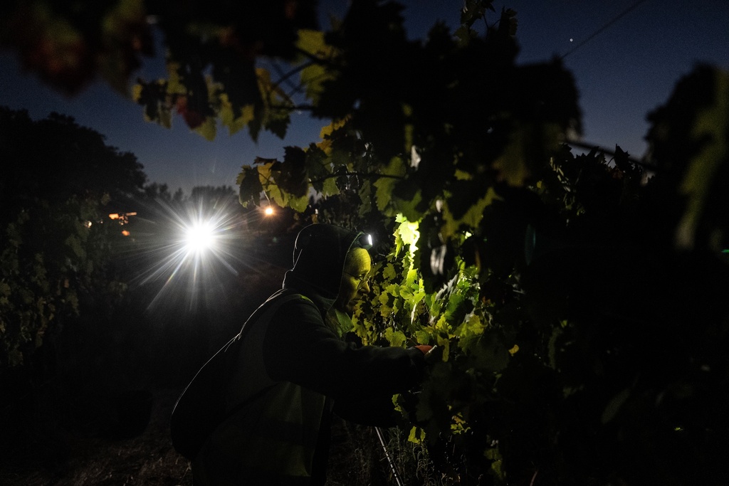 A worker picks wine grapes at sunrise after a night harvest at the Herdade da Fonte Santa vineyard near Vimieiro, Portugal, Wednesday, Sept. 17, 2025. (AP Photo/Ana Brigida)