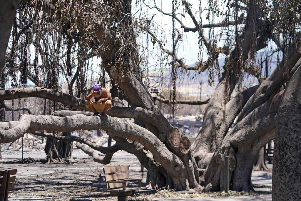 FILE - A man sits on the Lahaina historic banyan tree damaged by a wildfire, Aug. 11, 2023, in Lahaina, Hawaii. (AP Photo/Rick Bowmer, File)