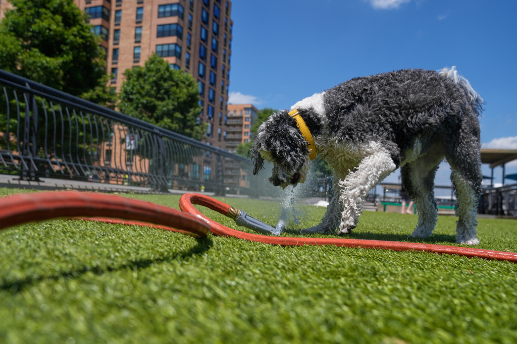 Riley enjoys playing with a water house at a dog park in Hoboken, N.J., Wednesday, May 20, 2026. (AP Photo/Seth Wenig)