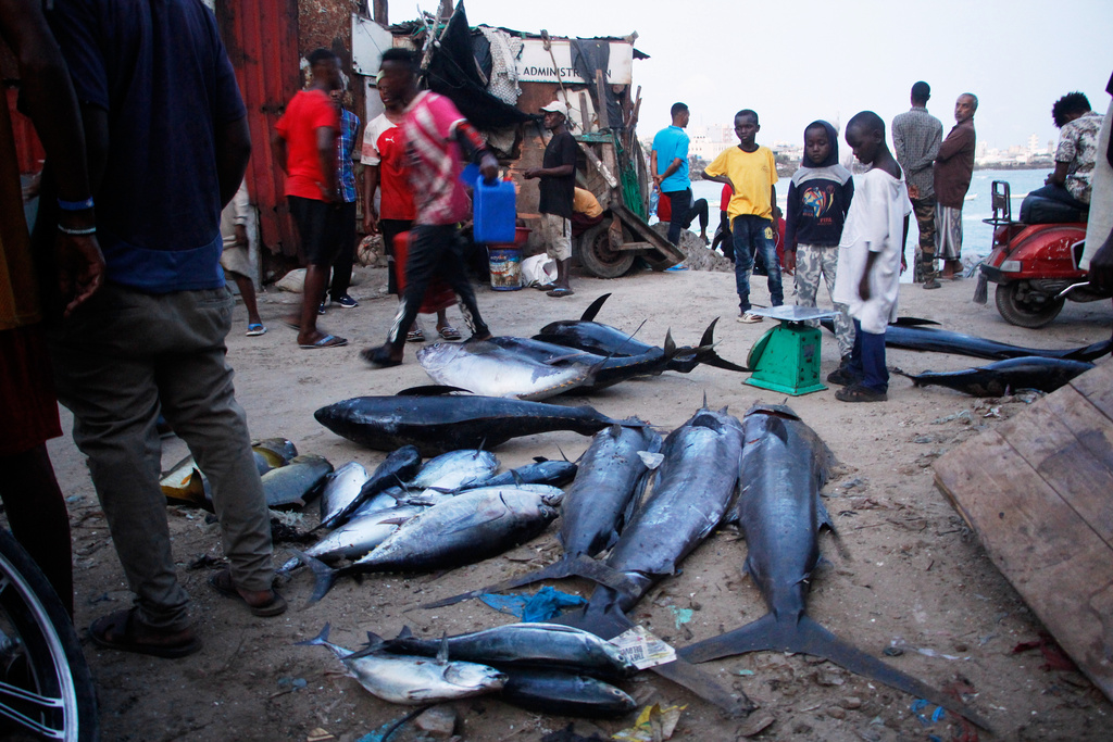 A catch of tuna lies on the ground in Mogadishu, Somalia Thursday, Nov. 6, 2025. (AP Photo/Farah Abdi Warsameh)