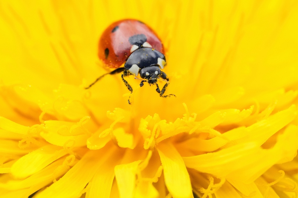 A ladybug sits on a dandelion flower at a park in Tallinn, Estonia, May 25, 2025. (AP Photo/Sergei Grits, File)