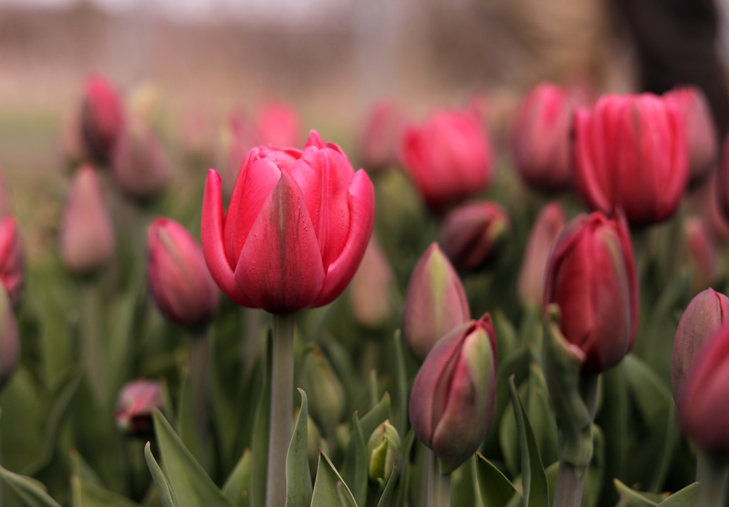 Tulips are pictured at Understory Farm, Monday, April 20, 2026, in Bridport, Vt. (AP Photo/Amanda Swinhart)