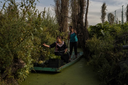 Jasmín Ordóñez and Cassandra Garduño, right, paddle a boat in Garduño's chinampa, an island farm built by the Aztecs thousands of years ago, in San Gregorio Atlapulco, a borough of Mexico City, Sept. 20, 2025. (AP Photo/Felix Marquez) Jasmín Ordóñez and Cassandra Garduño, right, paddle a boat in Garduño's chinampa, an island farm built by the Aztecs thousands of years ago, in San Gregorio Atlapulco, a borough of Mexico City, Sept. 20, 2025. (AP Photo/Felix Marquez)