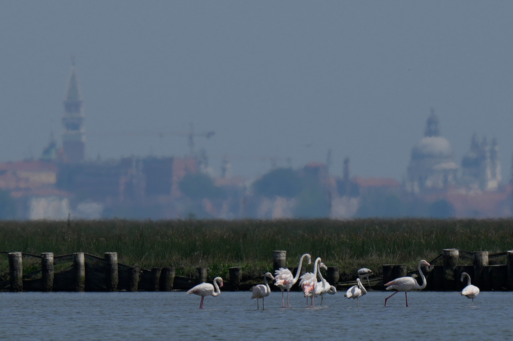 A group of flamingos feed in the Venetian lagoon, in Venice, Italy, Monday, May 4, 2026. (AP Photo/Luca Bruno)