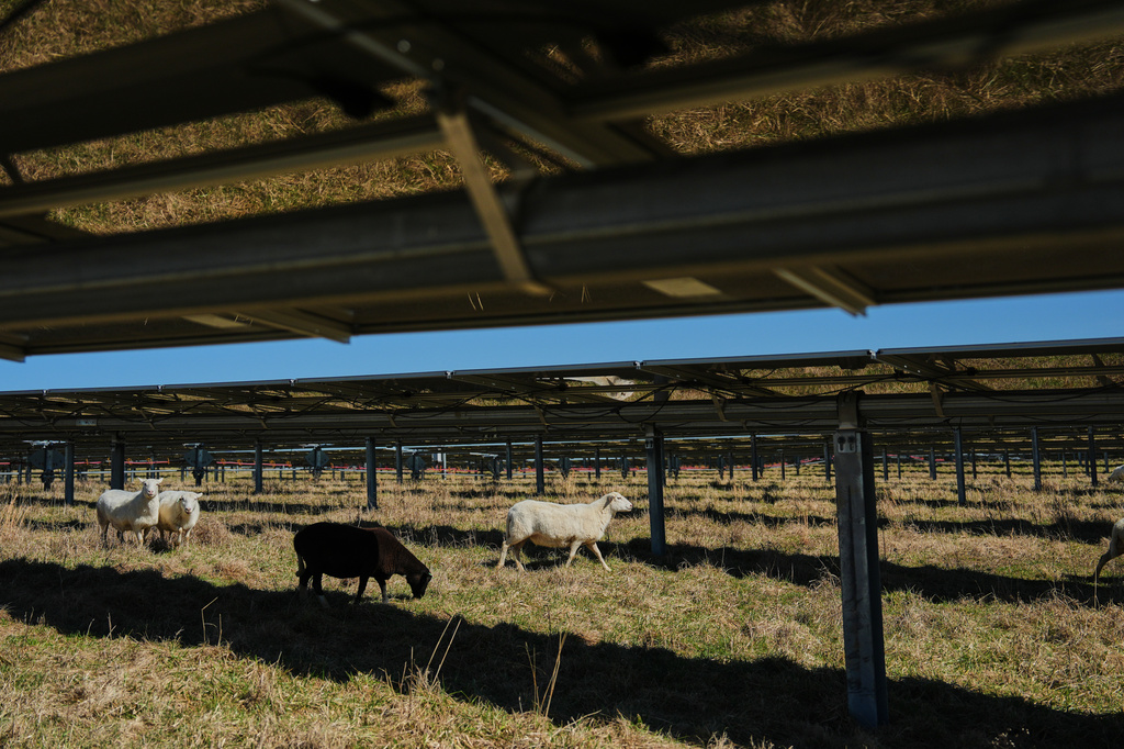 Sheep walk under solar panels Friday, Feb. 20, 2026, at a farm in Lancaster, Ky. (AP Photo/Joshua A. Bickel)