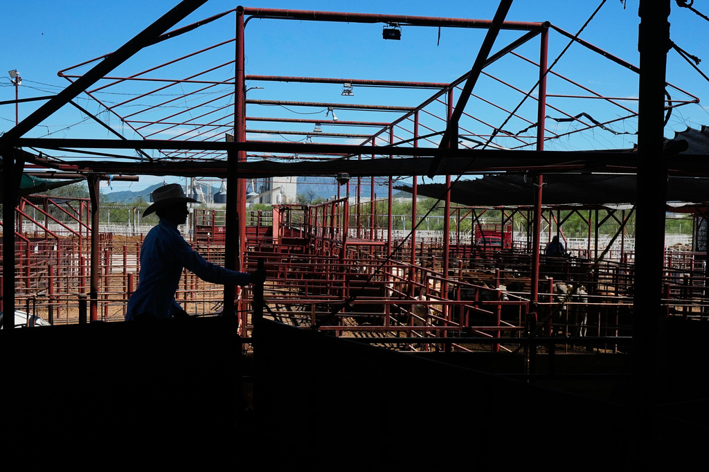 A cattle handler moves calves during an auction at a livestock market in Hermosillo, Mexico, Tuesday, Aug. 18, 2026, ahead of the reopening of the U.S. border to Mexican cattle imports.(AP Photo/Fernando Llano)