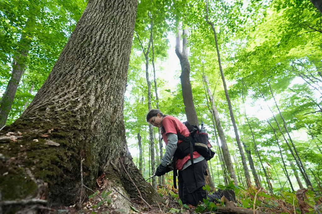 Emily Powell, with the Appalachian Trail Conservancy, inoculates an ash tree with triennial booster shots, June 12, 2026, in Hot Springs, N.C. (AP Photo/Erik Verduzco)