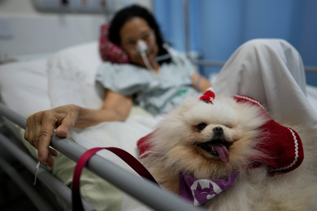 A patient at the Brasilia Day Hospital looks a therapist's dog during a Christmas session in Brazil, Tuesday, Dec. 23, 2025. (AP Photo/Eraldo Peres)