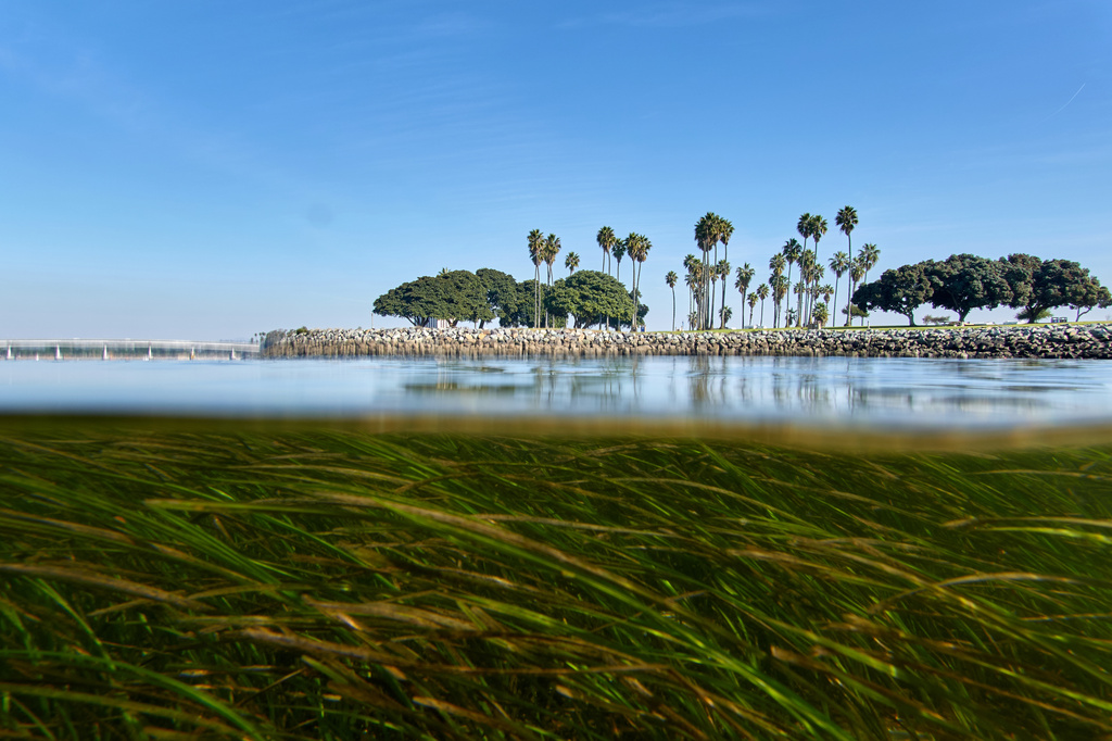 Eelgrass sways in the current in San Diego's Mission Bay, Tuesday, Dec. 2, 2025. (AP Photo/Annika Hammerschlag)